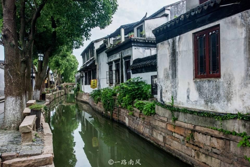 救援非洲金猫